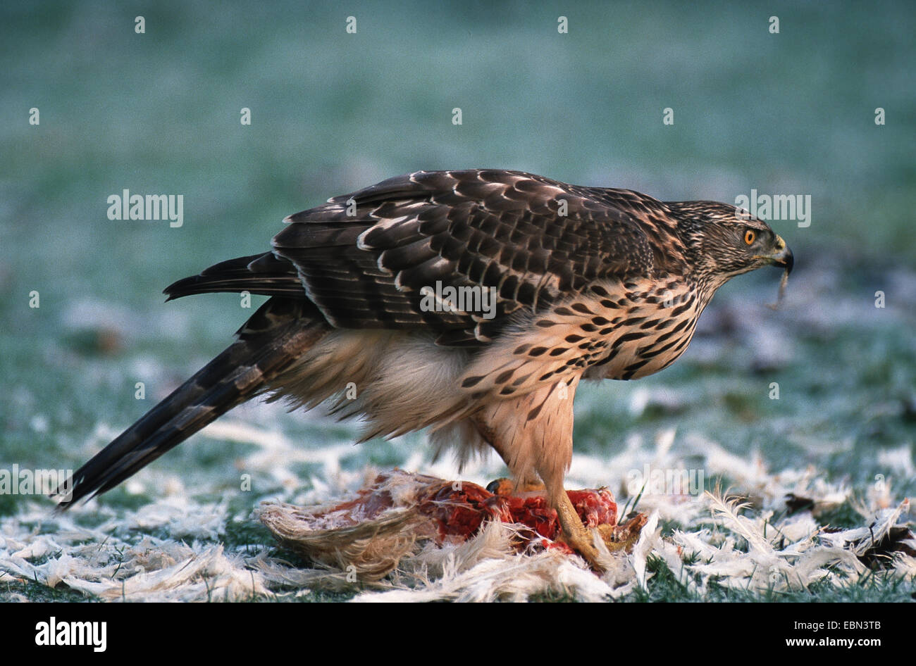 nördlichen Habicht (Accipiter Gentilis), juvenile mit Beute, Deutschland Stockfoto