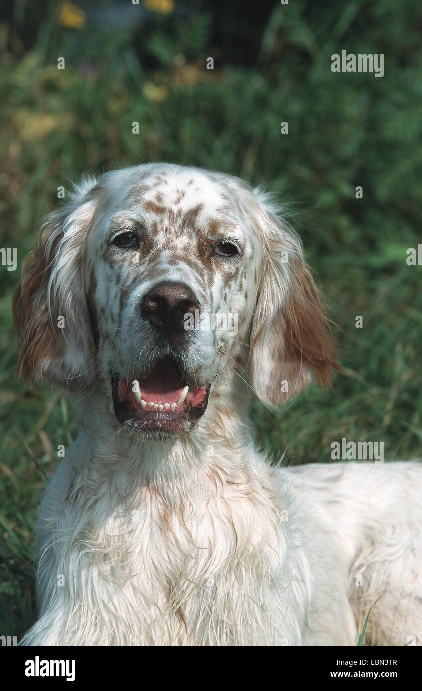 Englisch Setter (Canis Lupus F. Familiaris), 2 Jahre alt, Männlich Stockfoto
