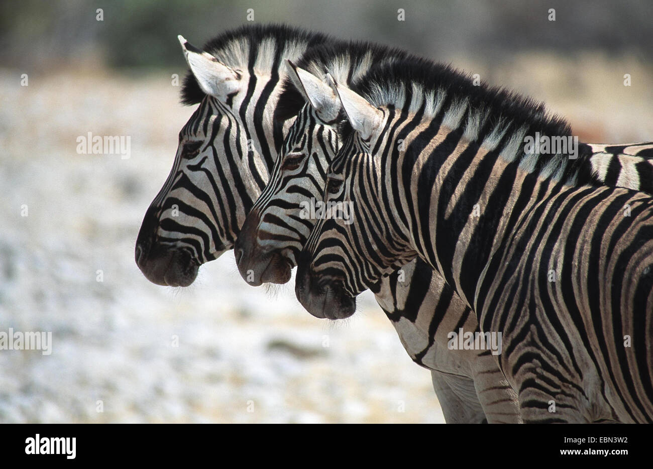 Gemeinsamen Zebra (Equus Quagga), drei Köpfe, synchron, Namibia, Etosha NP Stockfoto