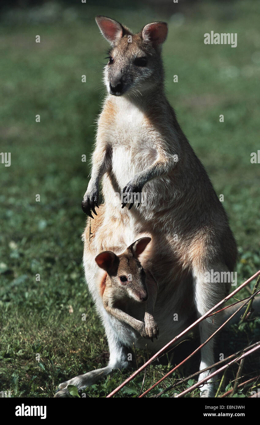 Agile Wallaby, sandigen Wallaby (Macropus Agilis, Wallabia Agilis), mit Baby im Beutel Stockfoto