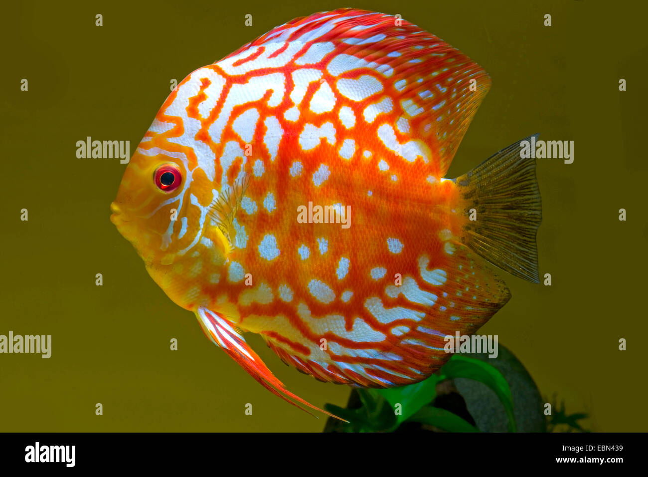 Blue discus symphysodon aequifasciatus -Fotos und -Bildmaterial in ...