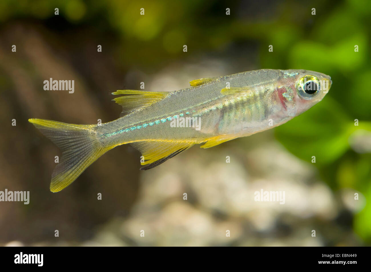 Celebes Sunrayfish, Celebes Regenbogenfisch (Telmatherina Ladigesi), Schwimmen Stockfoto