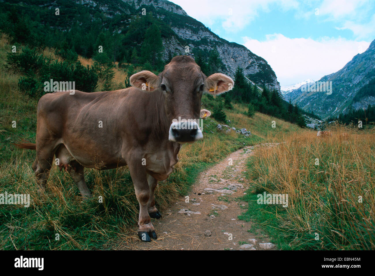 Hausrind (Bos Primigenius F. Taurus), neugierig auf Wandern trail, Slowenien, Triglav Nationalpark Stockfoto