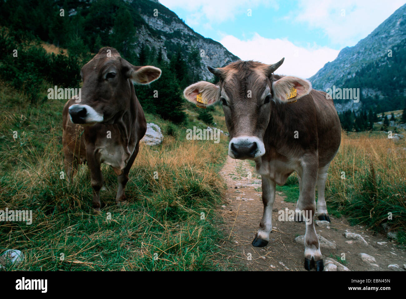 Hausrind (Bos Primigenius F. Taurus), neugierig auf Wandern trail, Slowenien, Triglav Nationalpark Stockfoto