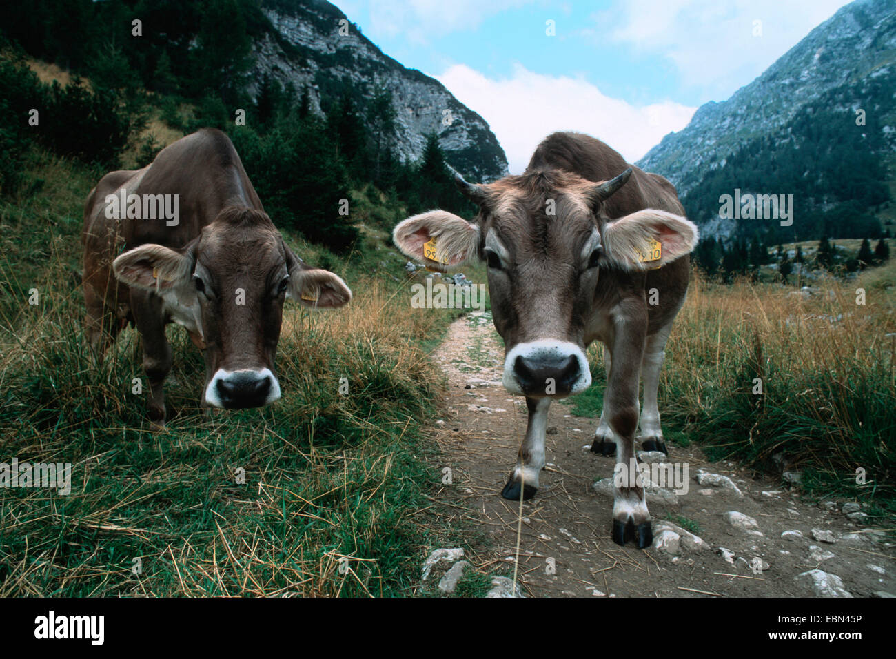 Hausrind (Bos Primigenius F. Taurus), neugierig auf Wandern trail, Slowenien, Triglav Nationalpark Stockfoto