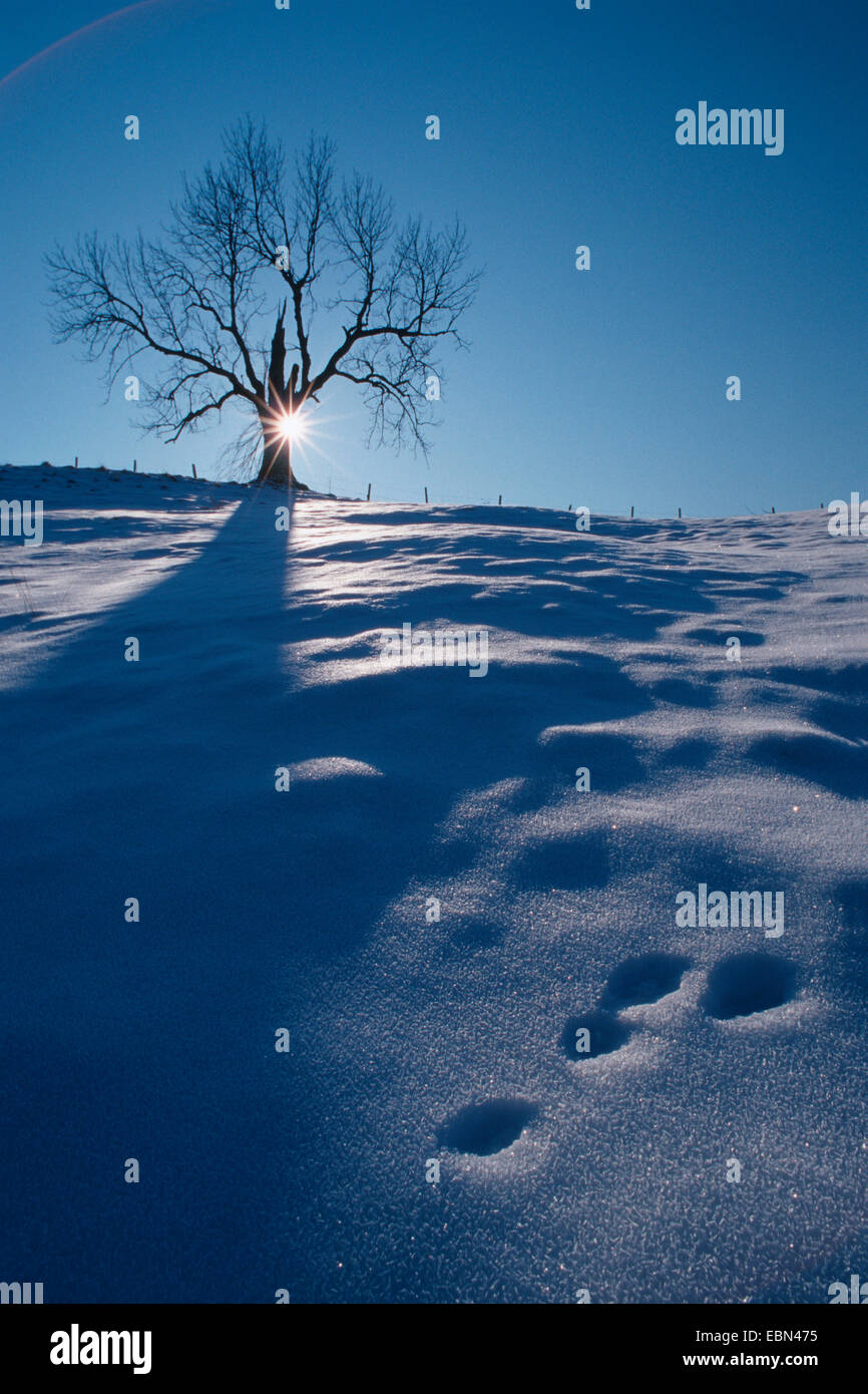 blauer Hase, Schneehase, weißen Hasen, eurasische arktische Hasen (Lepus Timidus), Berg Hasen Spur im Schnee mit Ahorn, Deutschland, Bayern, Bayerische Alpen Stockfoto