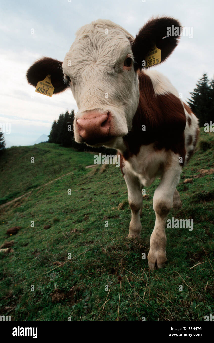 Hausrind (Bos Primigenius F. Taurus), neugierige junge Kuh auf Alp, Deutschland, Bayern, Alpen Stockfoto