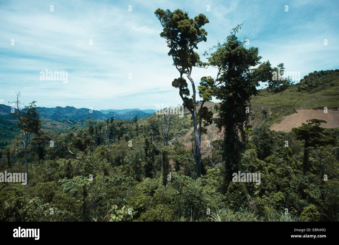Relikt aus Primärwald, Philippinen, Cebu Stockfoto