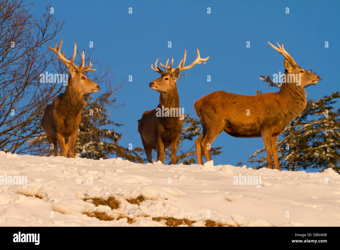 Rothirsch (Cervus Elaphus), drei Jungbullen auf dem Schnee bedeckt Hügel vor einem klaren blauen Himmel, Österreich, Vorarlberg Stockfoto