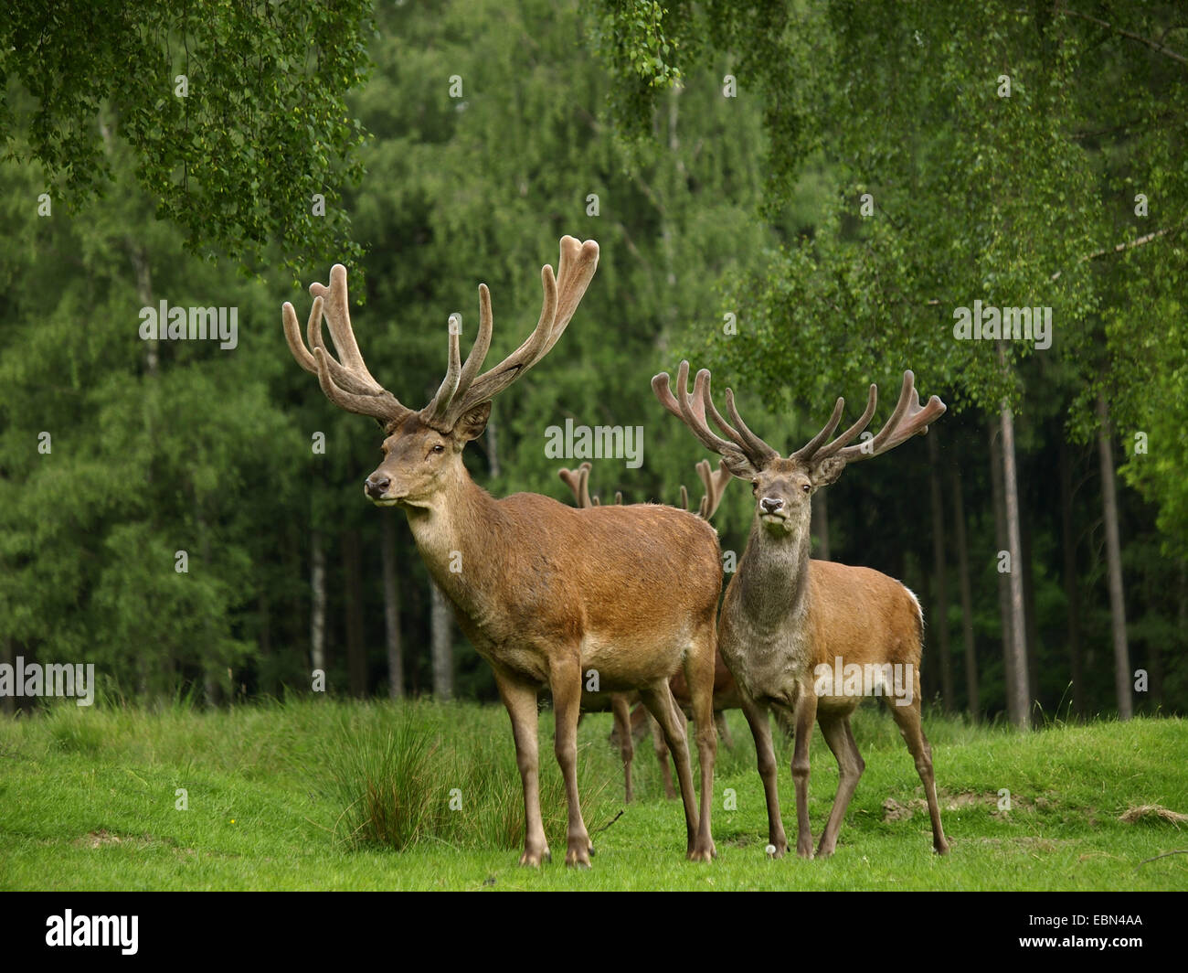 Rothirsch (Cervus Elaphus), Herde von Hirschen auf einer Wiese am Waldrand, Deutschland Stockfoto