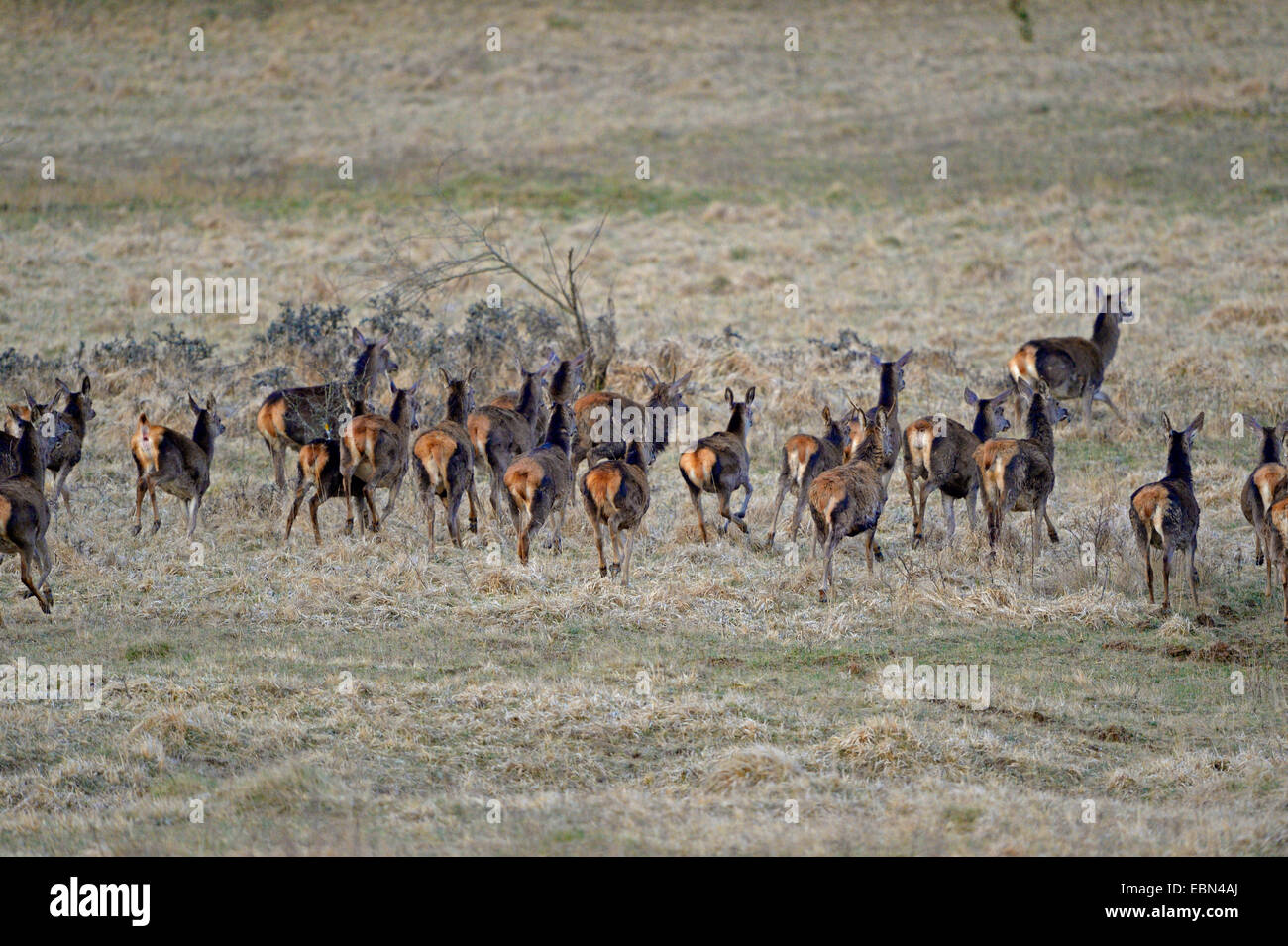 Rothirsch (Cervus Elaphus), Packung Hinds auf der Flucht, Deutschland, Bayern Stockfoto