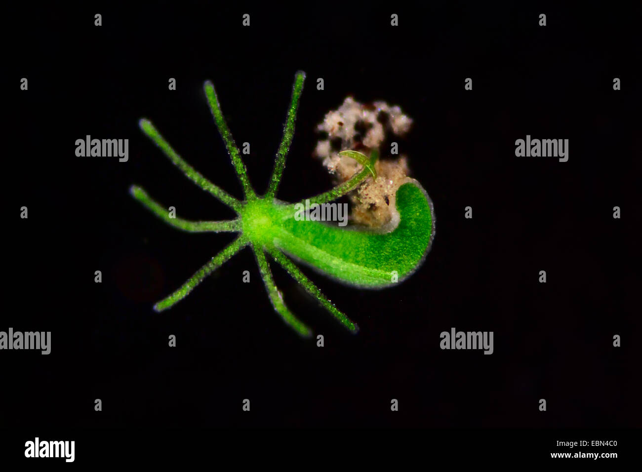 grüne Hydra (Chlorohydra Viridissima, Hydra Viridis) im Dunkelfeld Stockfoto