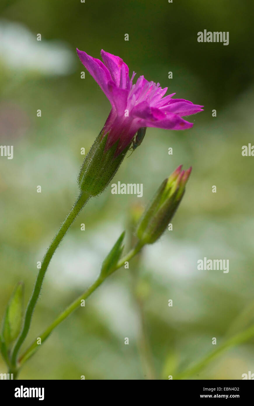 Knautia (Knautia spec.), blühen, Bulgarien, Ost-Rodopen, Bei Madzarovo Stockfoto