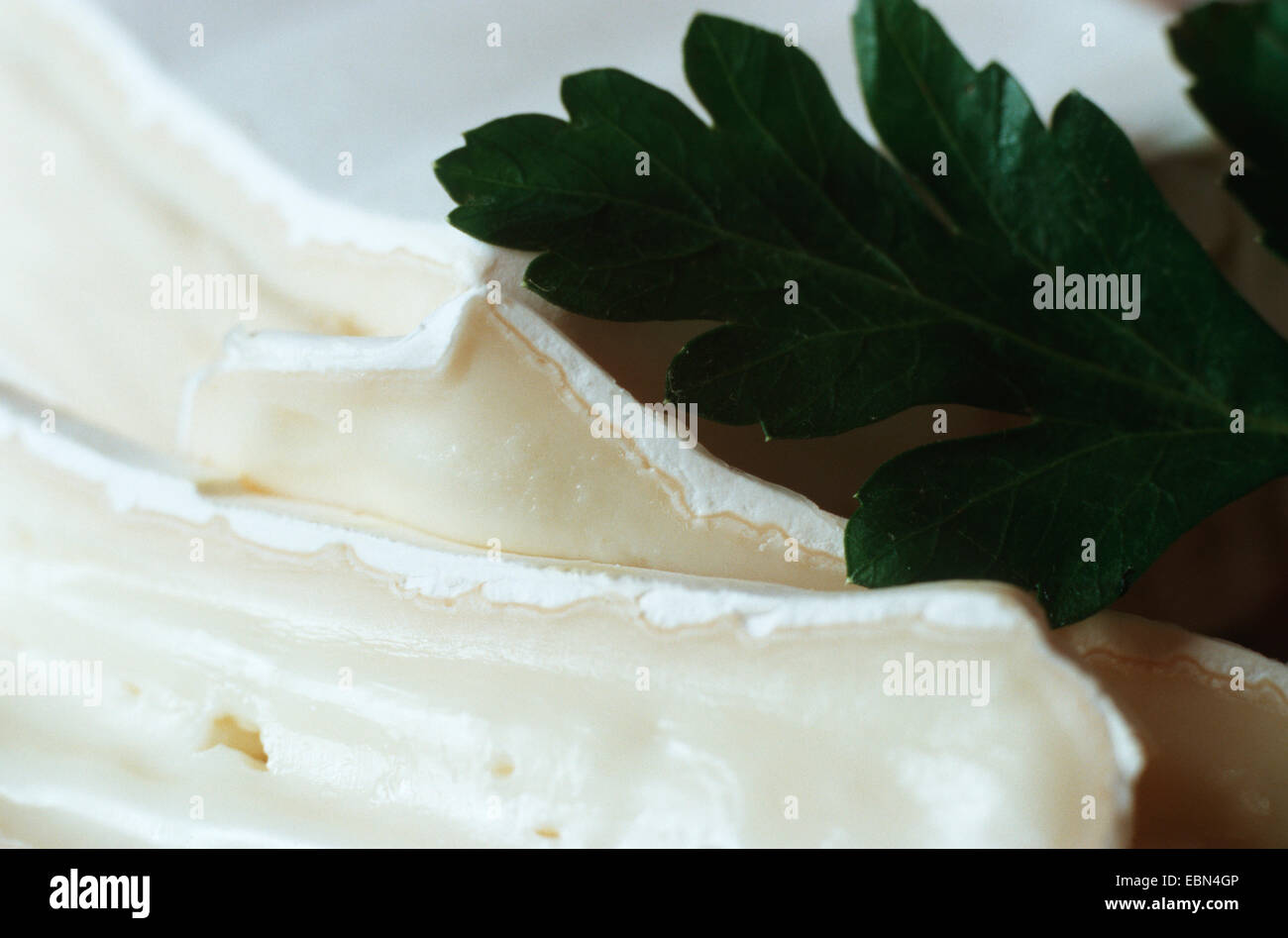 Penicillium Camemberti auf Käse Stockfoto