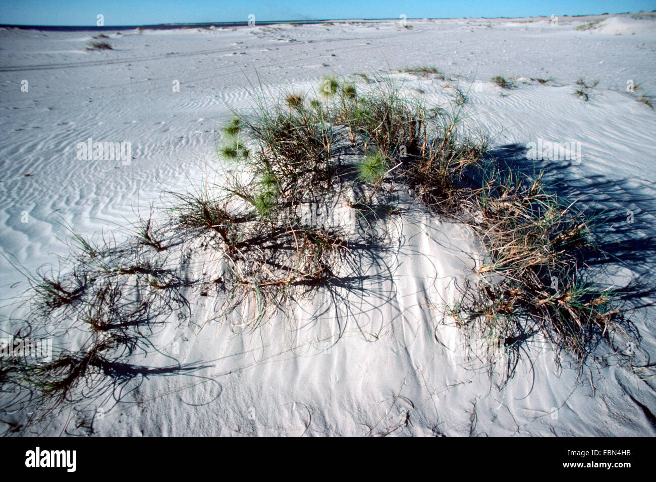 Spinifex (Spinifex Hirsutus), Pflanzen auf einer Sanddüne Stockfoto