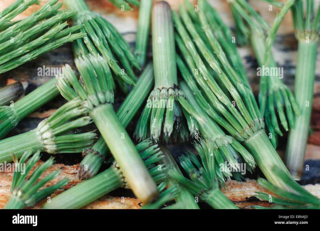 Feld Schachtelhalm (Equisetum Arvense), Tonbrocken Sprossen Stockfoto