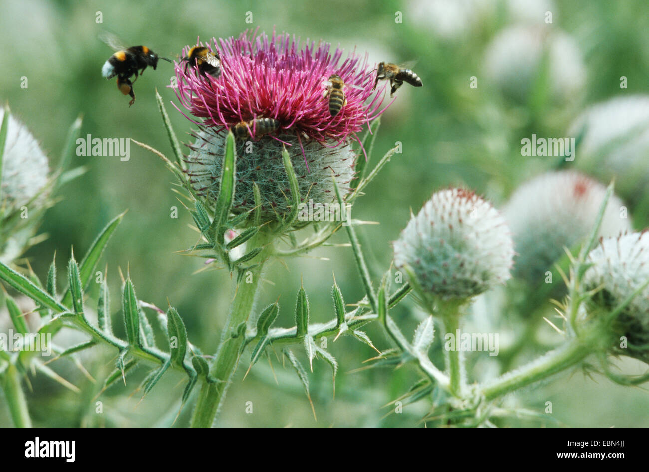 wollige Distel (Cirsium Wollgras), blüht mit Bumbel Bienen und Bienen Stockfoto