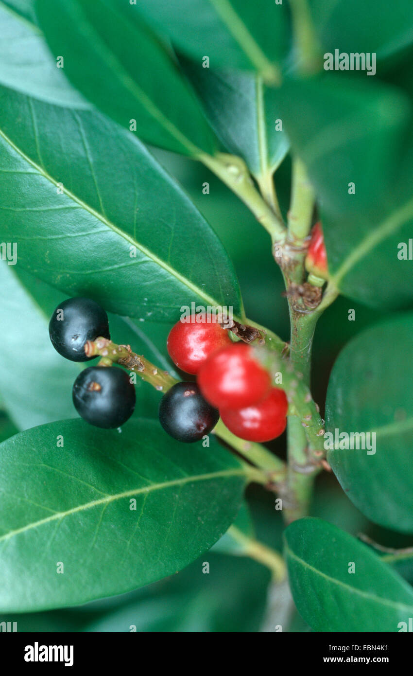 Kirschlorbeer (Prunus Laurocerasus), mit Früchten Stockfotografie Alamy
