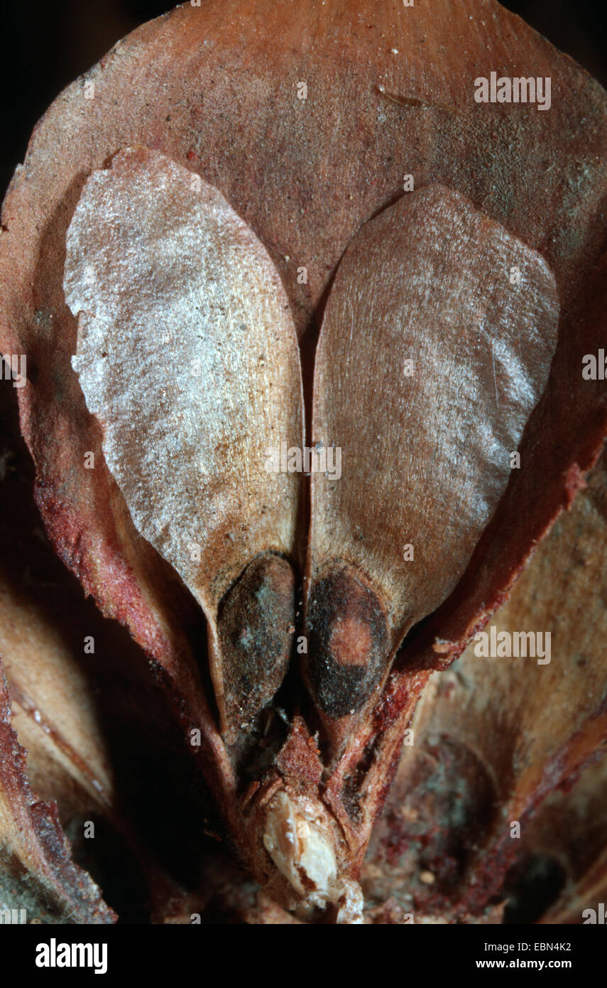 Gemeine Fichte (Picea Abies), Samen Stockfoto
