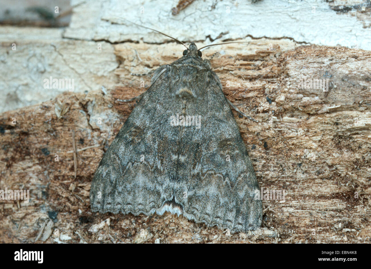 roten Underwing (Catocala Nupta), auf abgestorbenem Holz Stockfoto