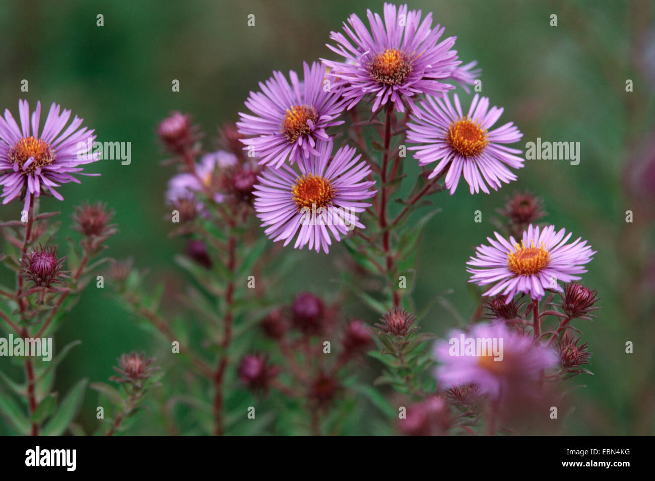 Neuengland-Aster (Aster Novae-Angliae), blühen Stockfoto