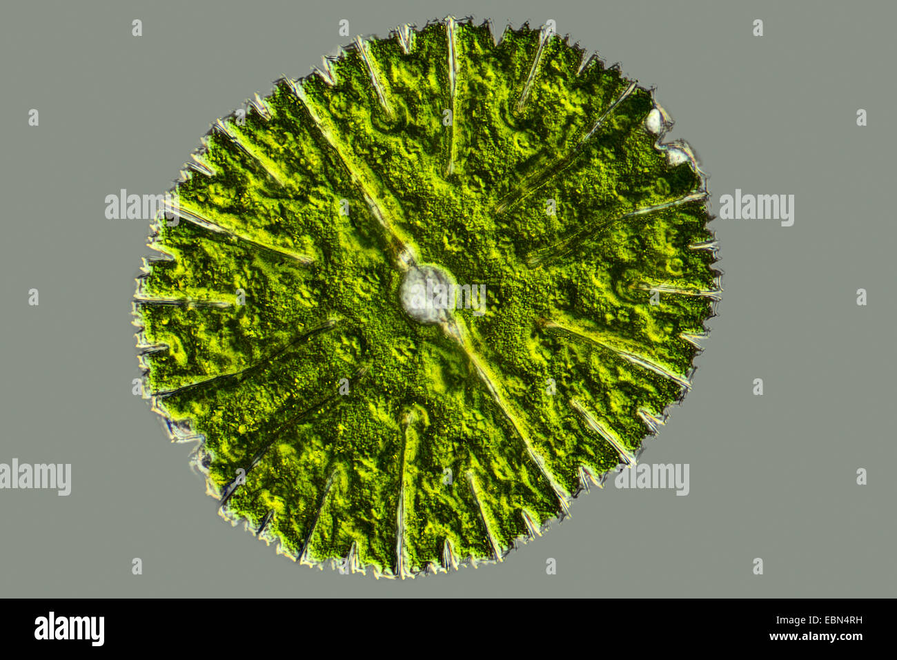 Micrasterias (Micrasterias spec.), in der Interferenz-Kontrast-Mikroskopie Stockfoto