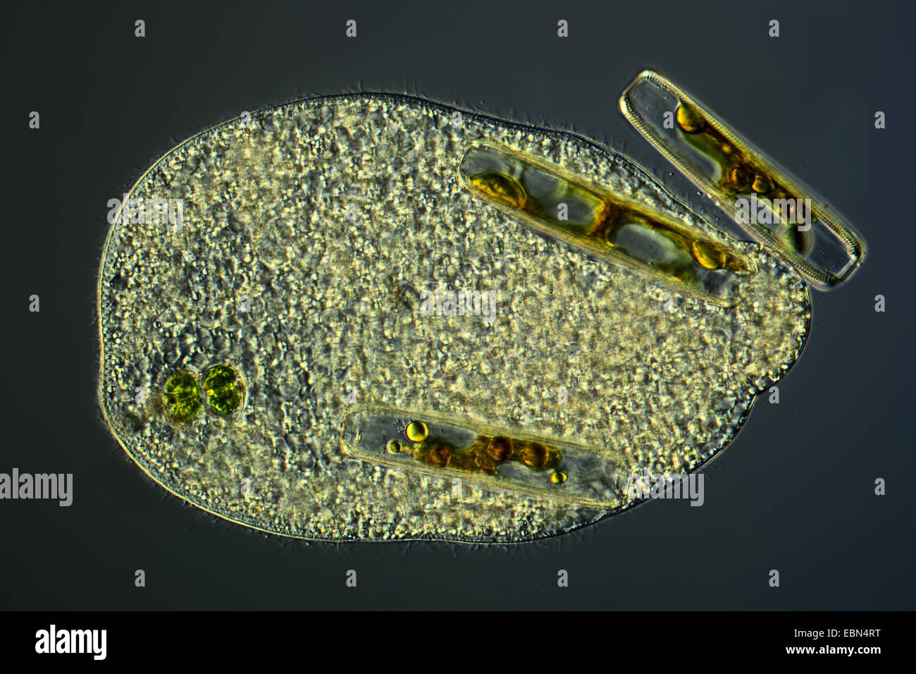 einzelligen Organismus mit gefüttert, differential Interferenz-Kontrast Stockfoto