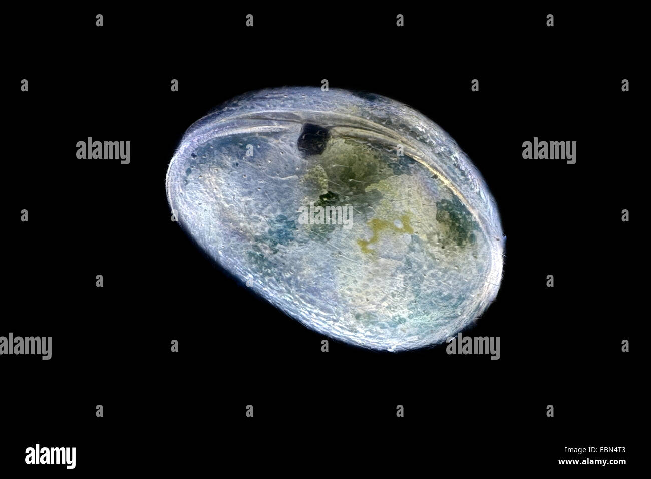 Muschelkrebsen, Schale bedeckt Krustentier, seed Garnelen (Ostracoda) im Dunkelfeld Stockfoto