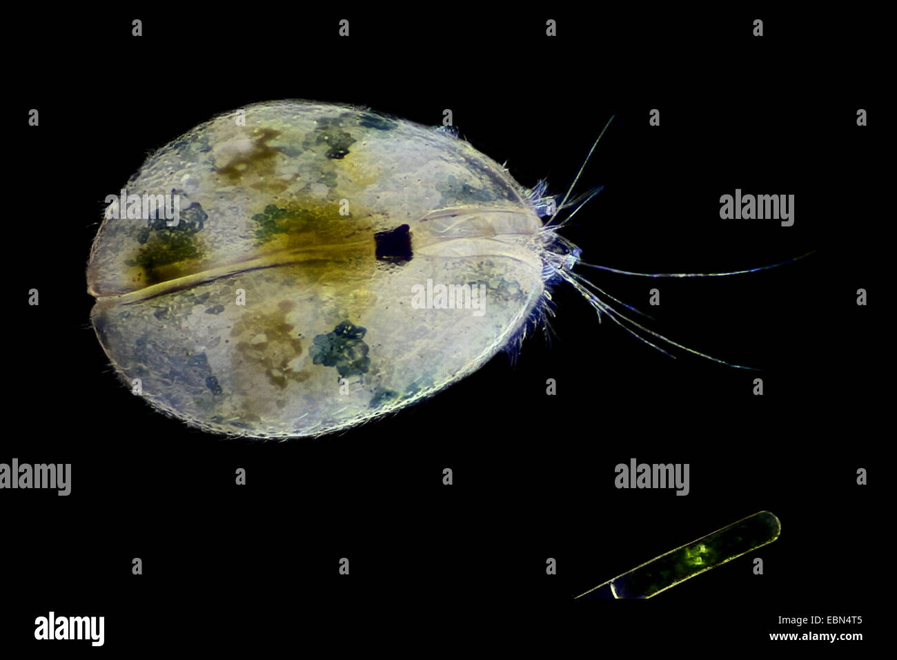 Muschelkrebsen, Schale bedeckt Krustentier, seed Garnelen (Ostracoda) im Dunkelfeld Stockfoto