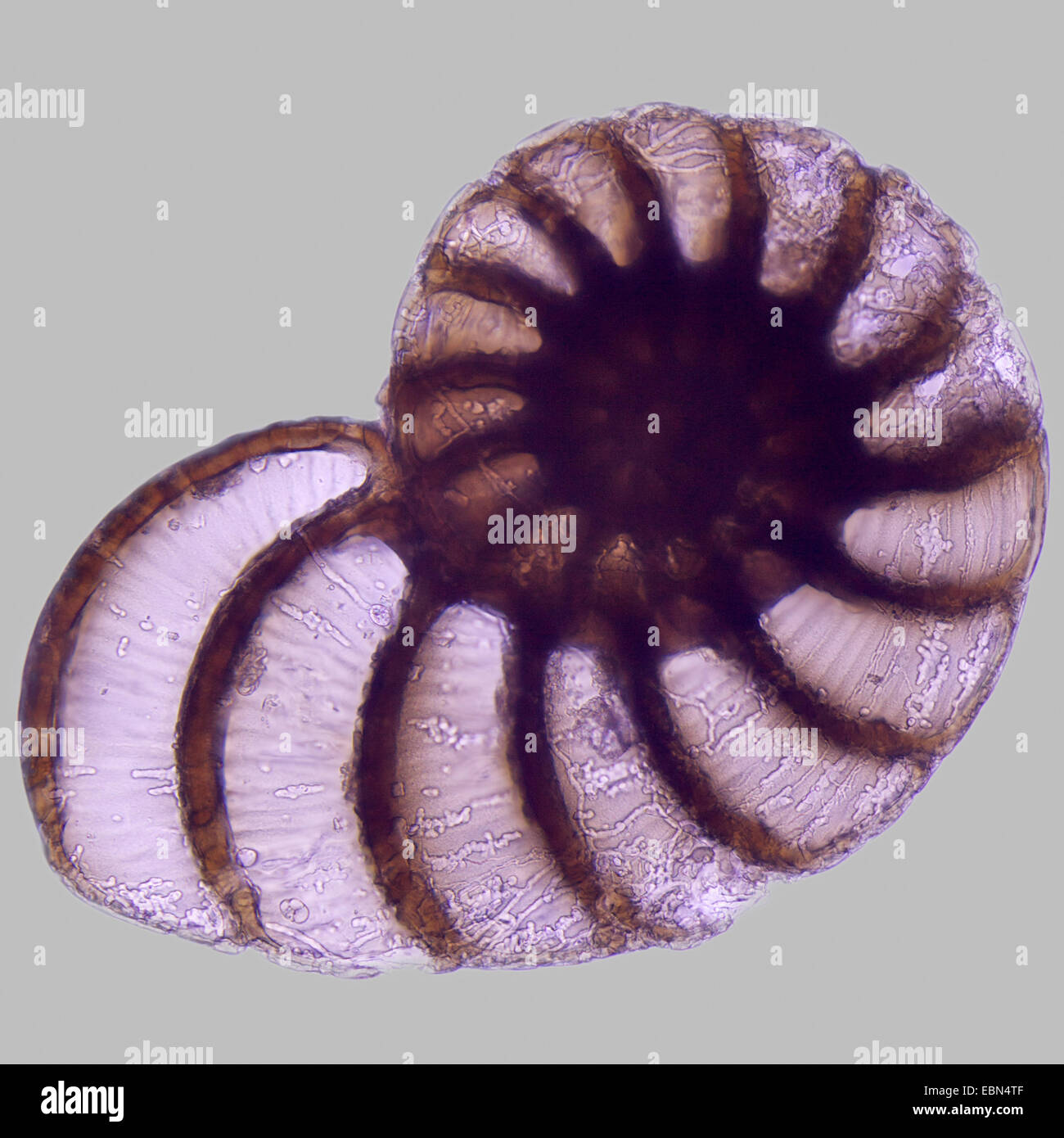 Foraminiferen in polarisiertem Licht Stockfoto