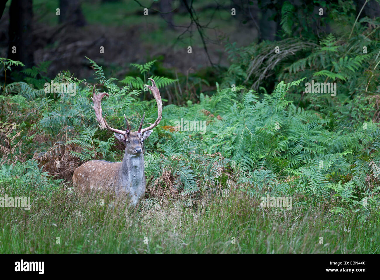 Damhirsch (Dama Dama, Cervus Dama), Hirsch mit Rest aus samt im Geweih, Deutschland, Schleswig-Holstein Stockfoto