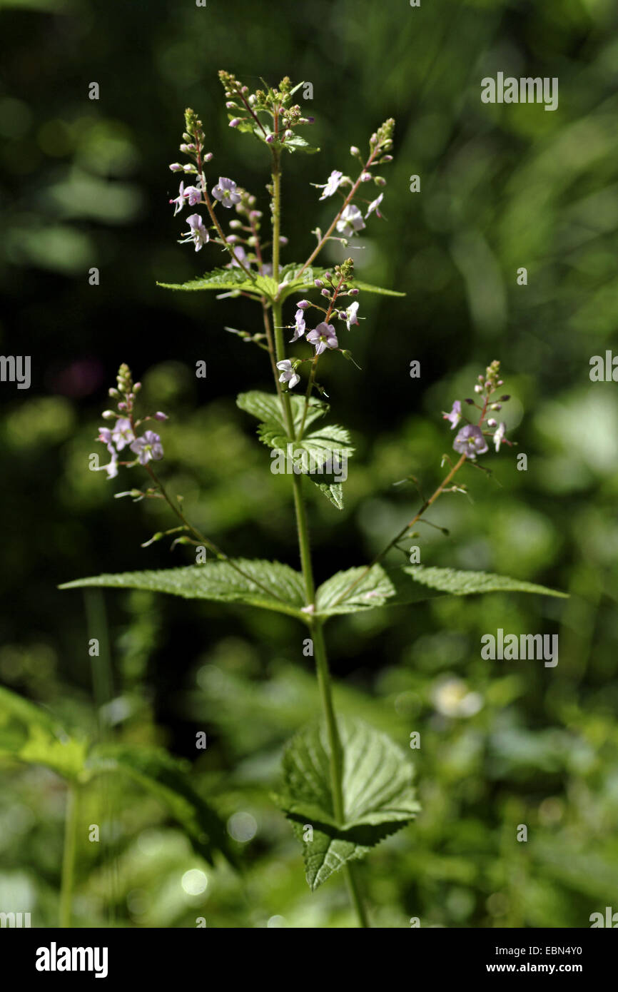 Ehrenpreis (Veronica Urticifolia), blühen, Schweiz, Berner Oberland Stockfoto