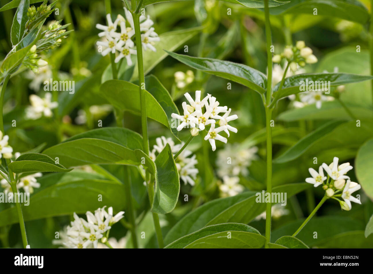 weiße Schwalbe-Scharte (Vincetoxicum wissenschaftliche, Cynanchum Vicentoxicum), blühen, Deutschland Stockfoto