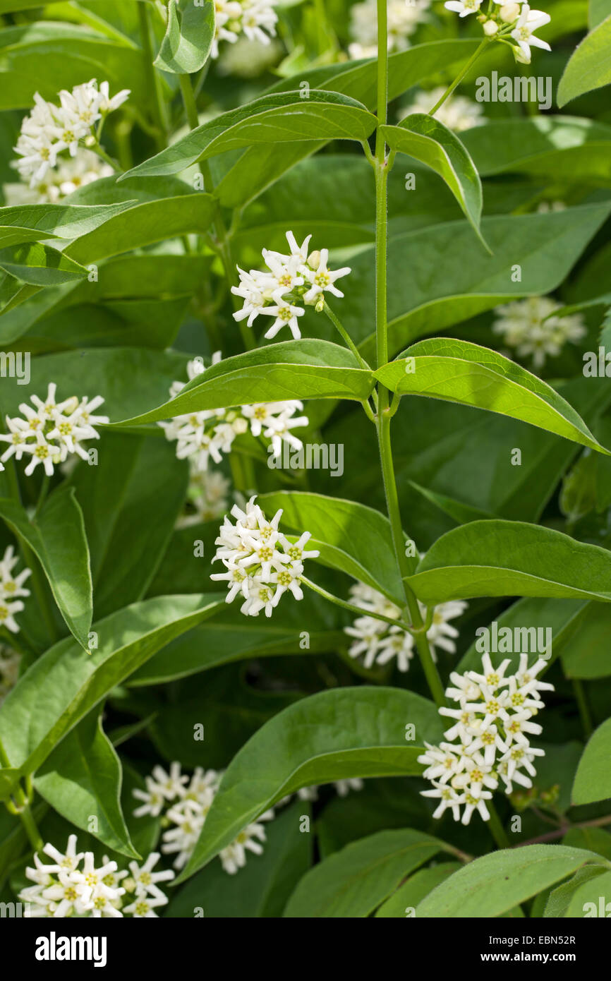 weiße Schwalbe-Scharte (Vincetoxicum wissenschaftliche, Cynanchum Vicentoxicum), blühen, Deutschland Stockfoto