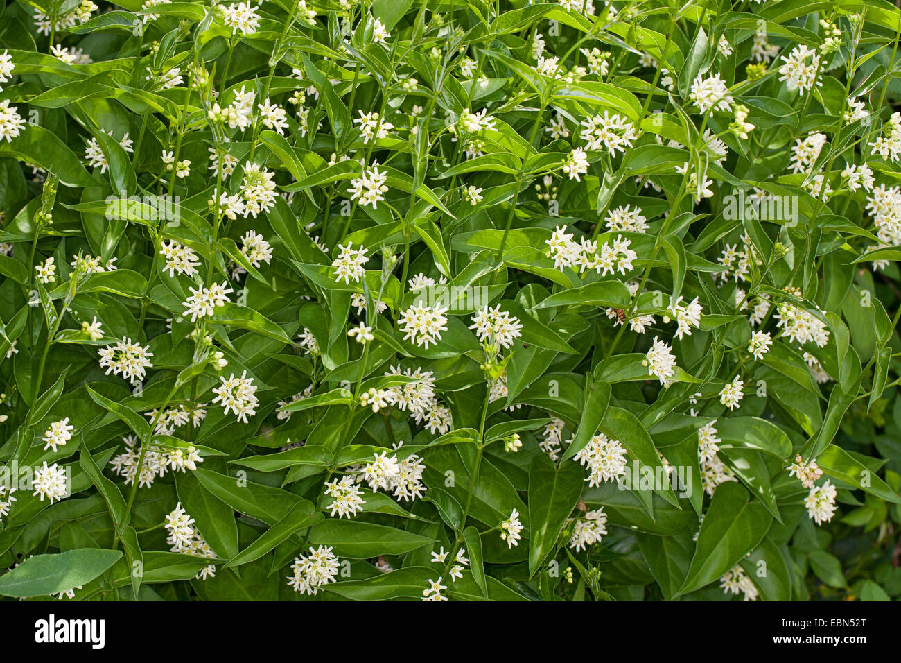 weiße Schwalbe-Scharte (Vincetoxicum wissenschaftliche, Cynanchum Vicentoxicum), blühen, Deutschland Stockfoto