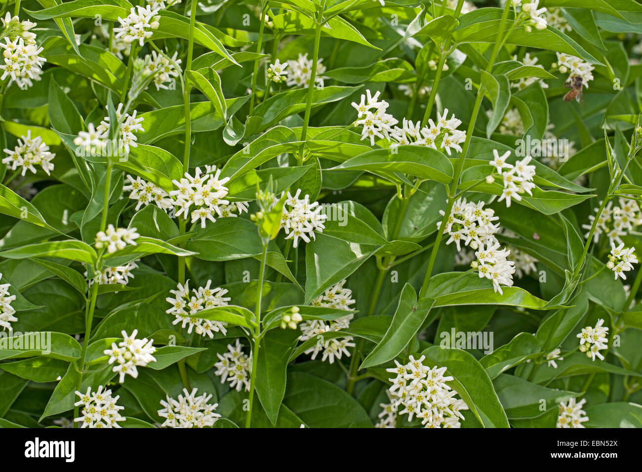 weiße Schwalbe-Scharte (Vincetoxicum wissenschaftliche, Cynanchum Vicentoxicum), blühen, Deutschland Stockfoto