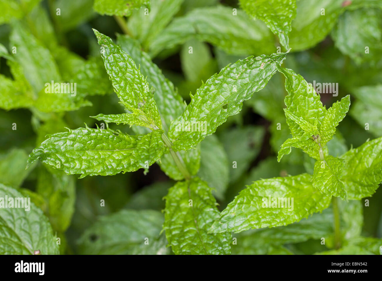 Makrele-Minze, Speer-Minze, grüne Minze (Mentha Spicata), Blätter, Deutschland Stockfoto
