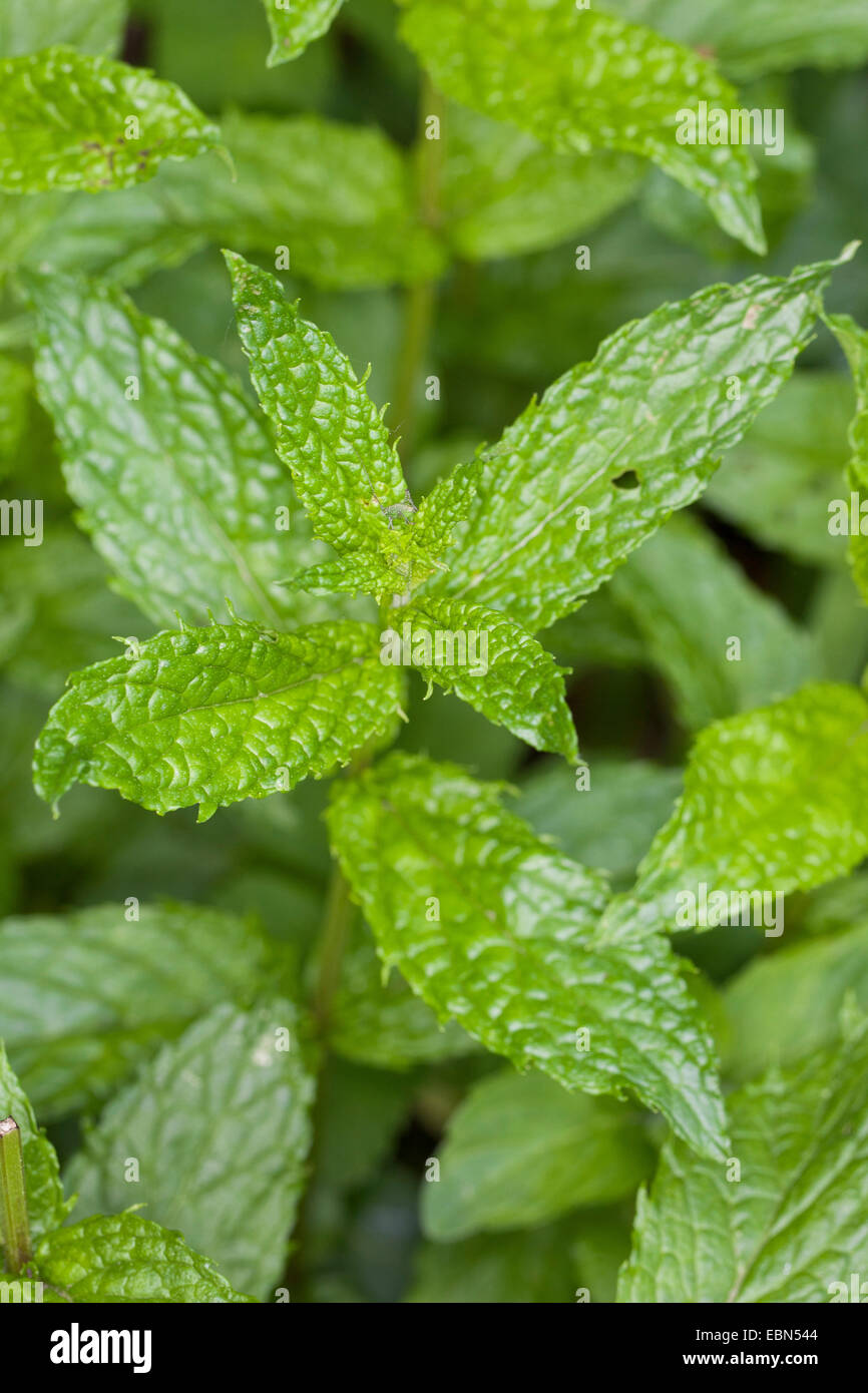 Makrele-Minze, Speer-Minze, grüne Minze (Mentha Spicata), Blätter, Deutschland Stockfoto