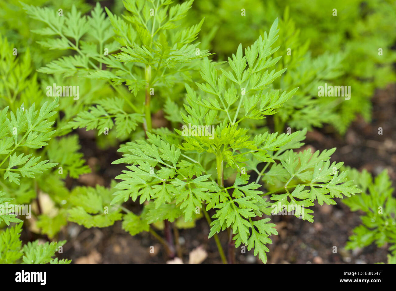 Hundspetersilie, Dummkopfs Cicely, Poison Petersilie (Aethusa Cynapium, Aethusa Cynapium Subspecies Cynapium), Blätter, Deutschland Stockfoto