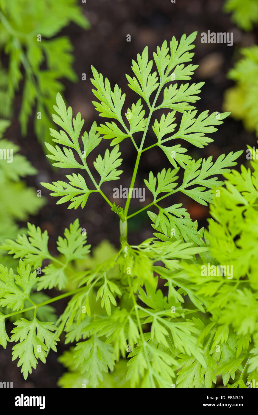 Hundspetersilie, Dummkopfs Cicely, Poison Petersilie (Aethusa Cynapium, Aethusa Cynapium Subspecies Cynapium), Blätter, Deutschland Stockfoto