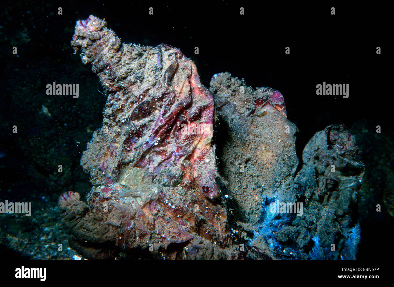 gerillte Seescheide, Meer-Ei, essbare-Seescheide (Microcosmus Sulcatus, Microkosmus Sabatieri), am Meeresgrund Stockfoto