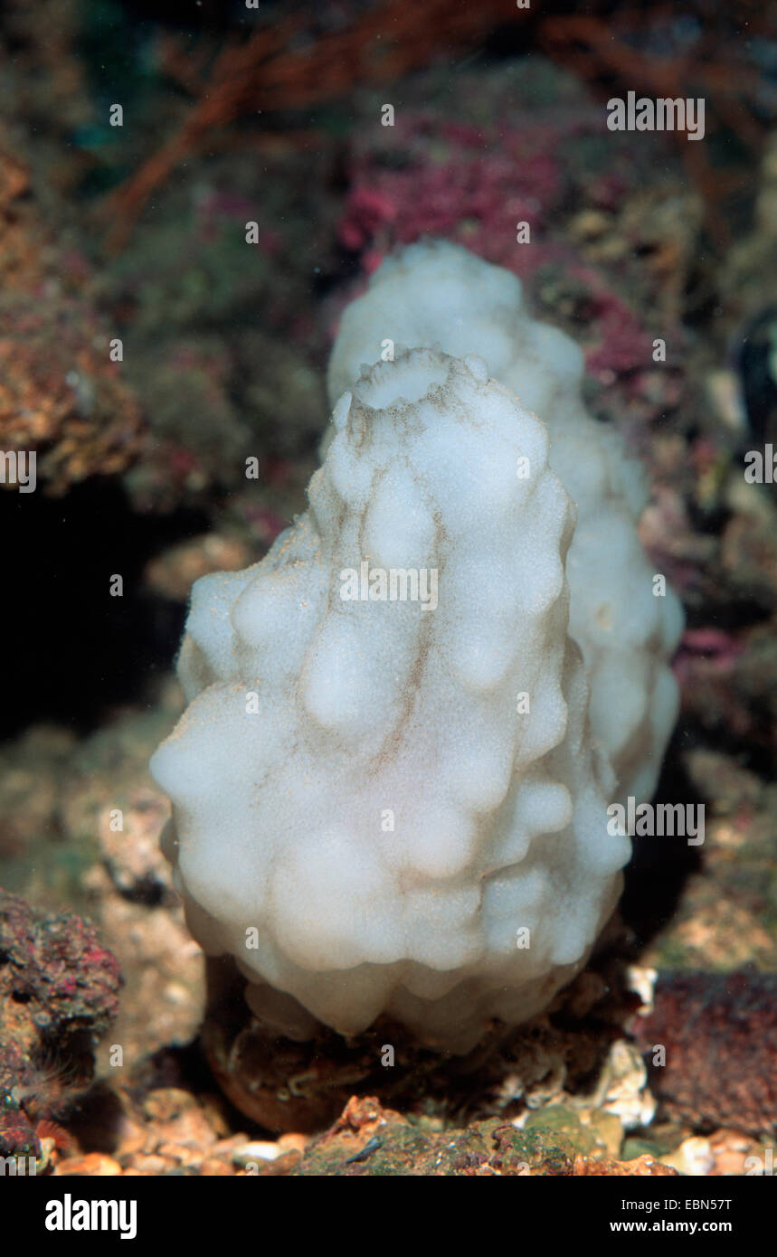 einfache Seescheide, weiß- und -warzige Meer-Spritzen * (Phallusia Mammillata), am Meeresgrund Stockfoto