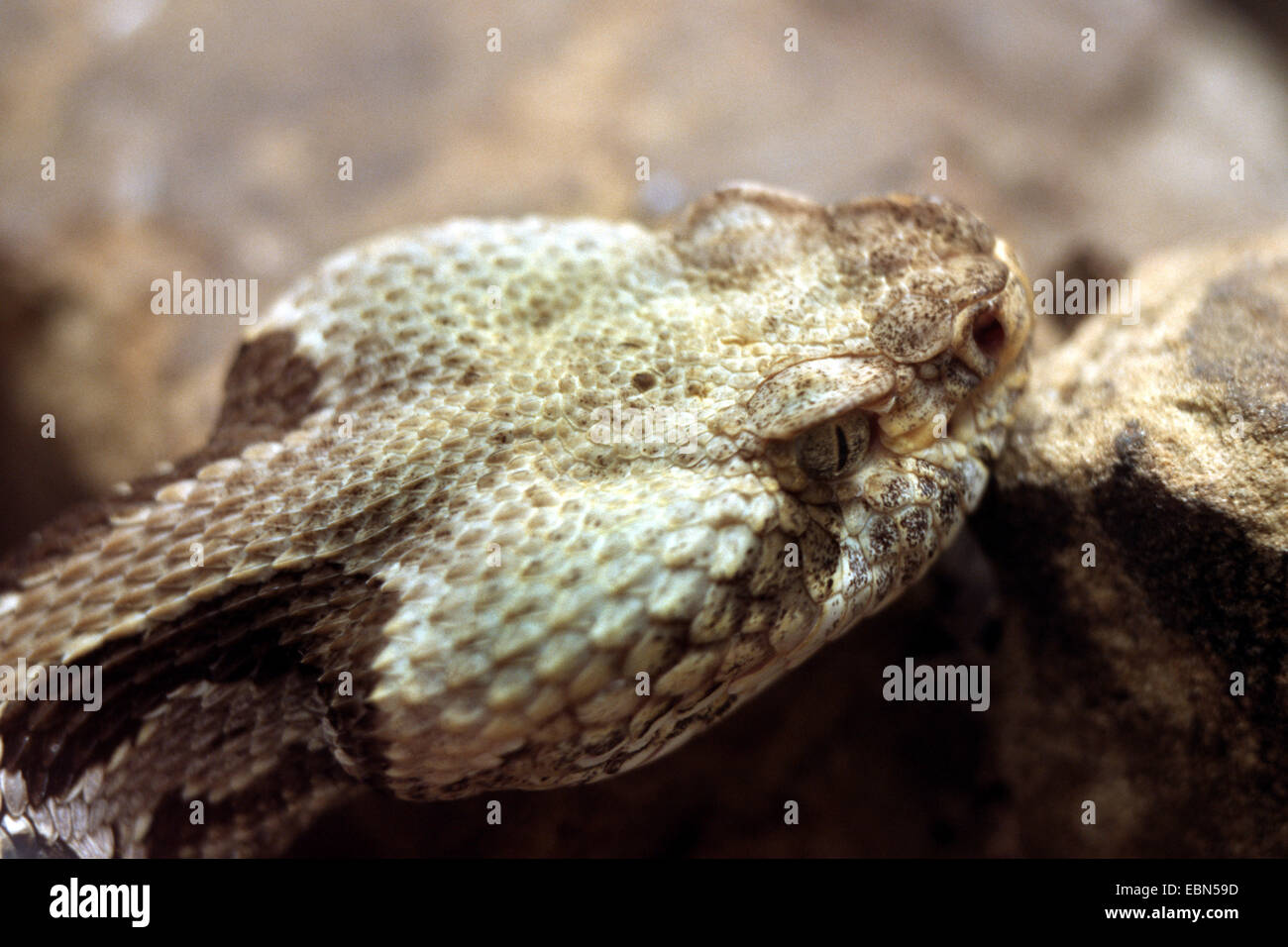 Holz-Klapperschlange (Crotalus Horridus Atricaudatus), portrait Stockfoto