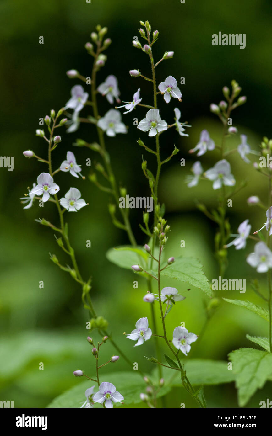 Ehrenpreis (Veronica Urticifolia), blühen, Schweiz, Berner Oberland Stockfoto
