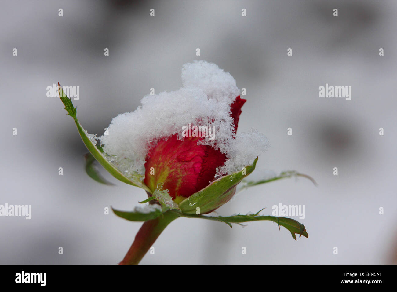 Rose (Rosa spec.), rose Knospe mit Schnee Stockfoto