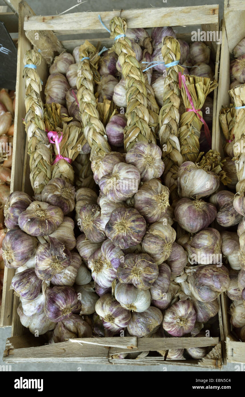 gemeinsamen Knoblauch (Allium Sativum), Zöpfe Knoblauch auf einem Gemüsemarkt, Frankreich, Bretagne, Erquy Stockfoto