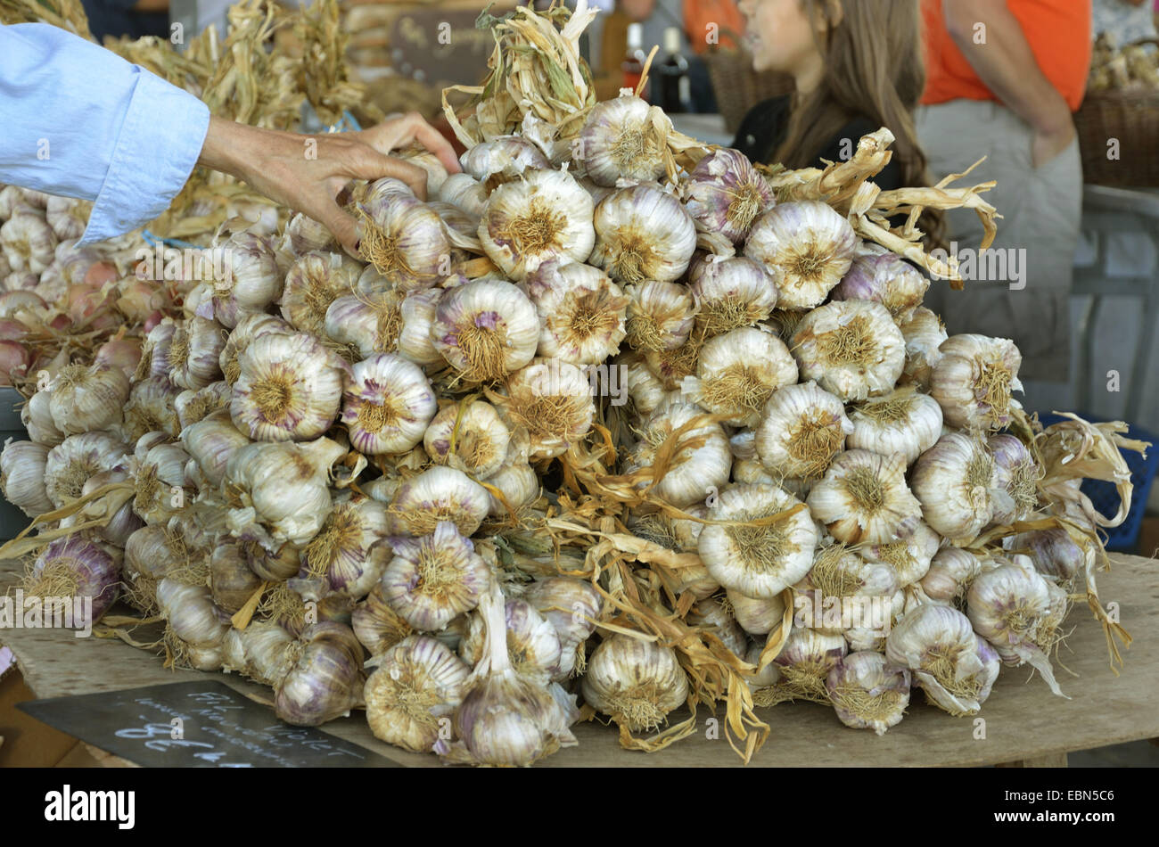 gemeinsamen Knoblauch (Allium Sativum), frischen Knoblauch auf einem Gemüsemarkt, Frankreich, Bretagne, Erquy Stockfoto