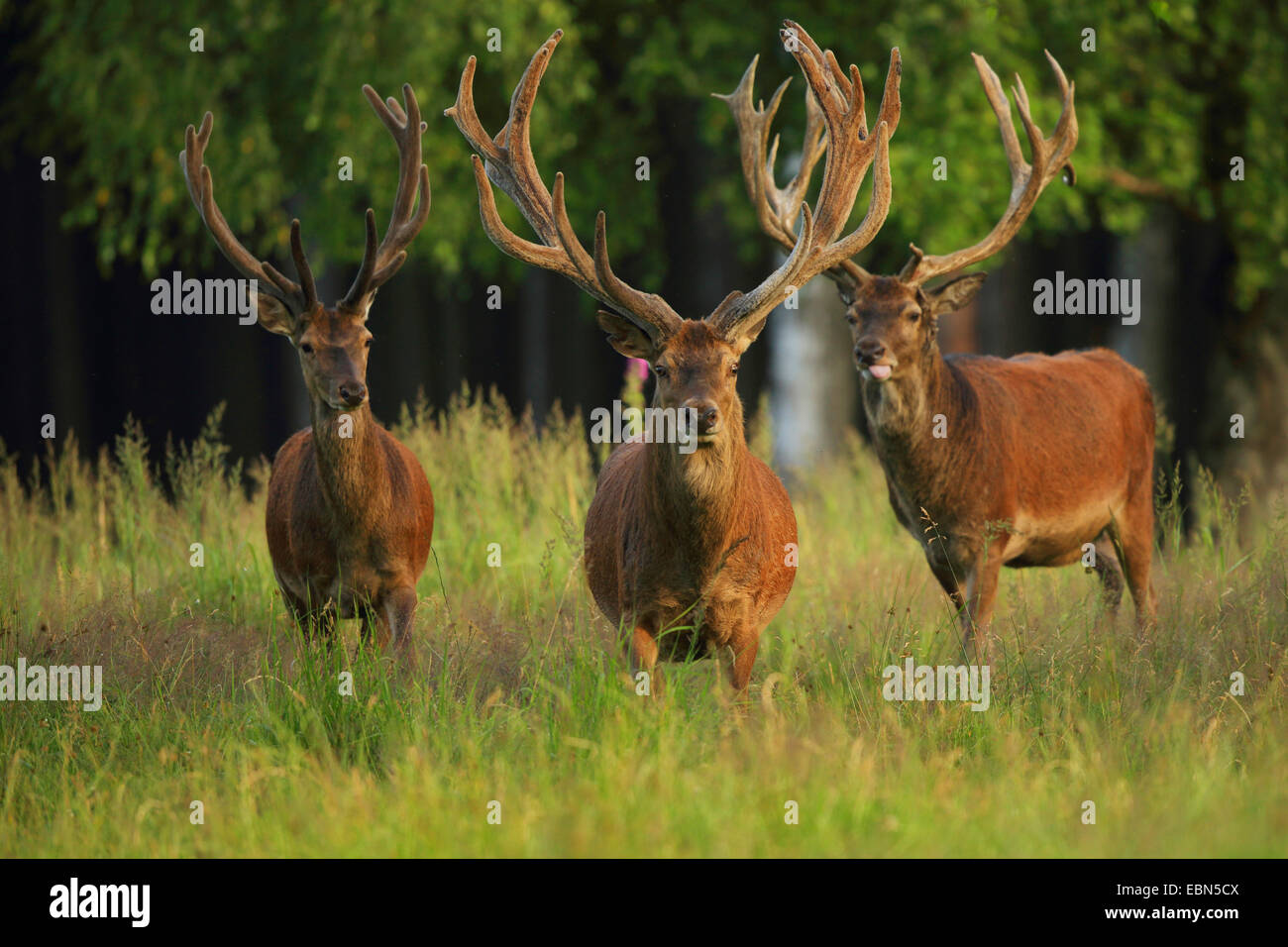 Rothirsch (Cervus Elaphus), drei rote Hirsche stehen zusammen auf einer Lichtung, Deutschland, Erzgebirge Stockfoto