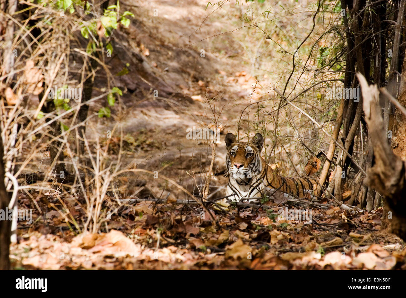 Bengal-Tiger (Panthera Tigris Tigris), liegend im Dschungle, Indien, Bandhavgarh National Park Stockfoto