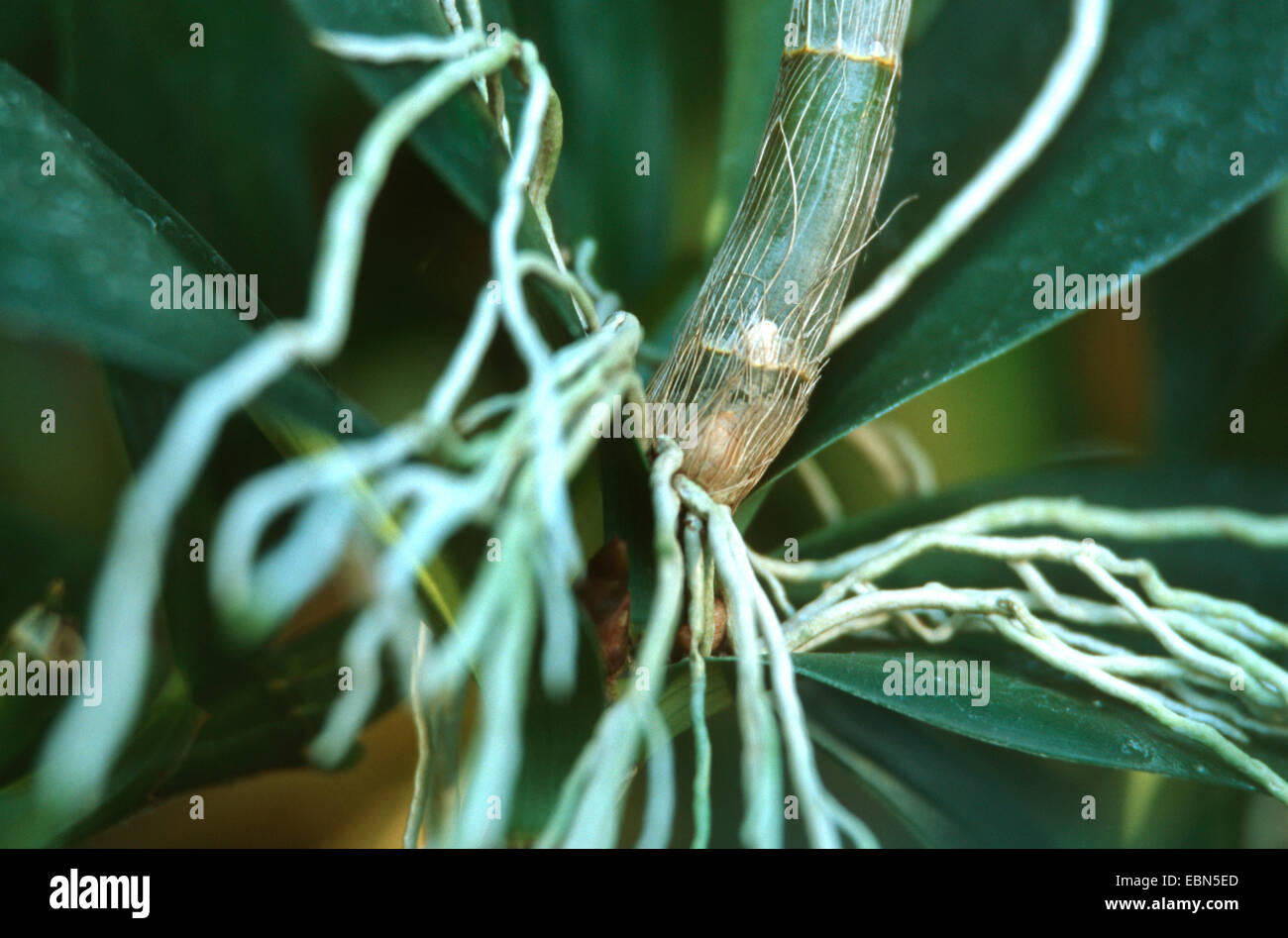 Antilope Orchidee (Dendrobium Delicatum), Wurzeln Antenne Stockfoto